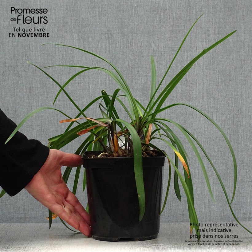 Agapanthus Royal Velvet 2L/3L pot sample as delivered in autumn