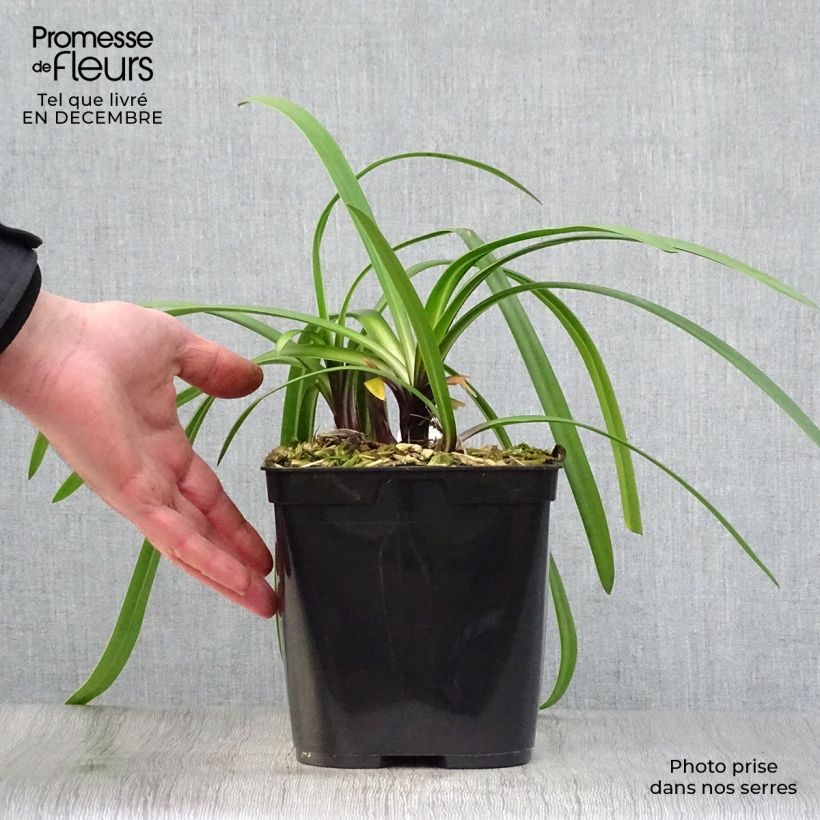 Agapanthus&#x20;Royal&#x20;Velvet&#x20;2L&#x2F;3L&#x20;pot&#x20;sample&#x20;as&#x20;delivered&#x20;in&#x20;winter