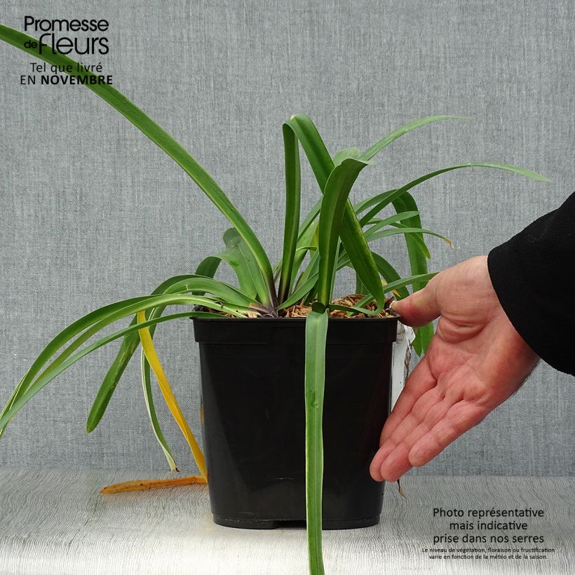 Agapanthus Silver Moon 1L/1.5L pot sample as delivered in autumn