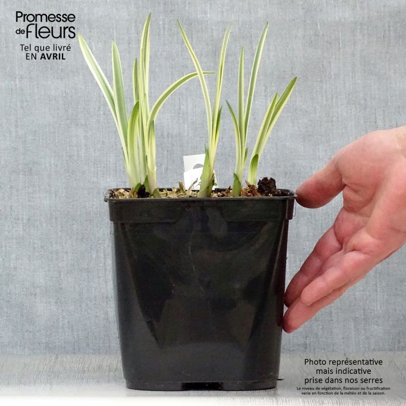 Agapanthus Silver Moon 1L/1.5L pot sample as delivered in spring