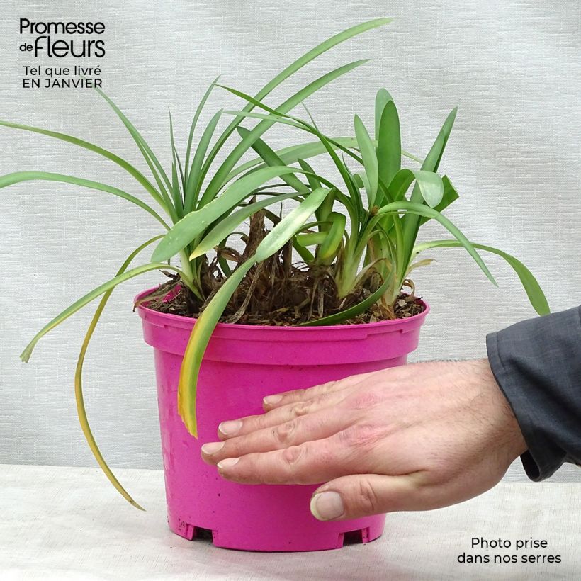 Agapanthus Strawberry Ice 2L/3L pot sample as delivered in winter