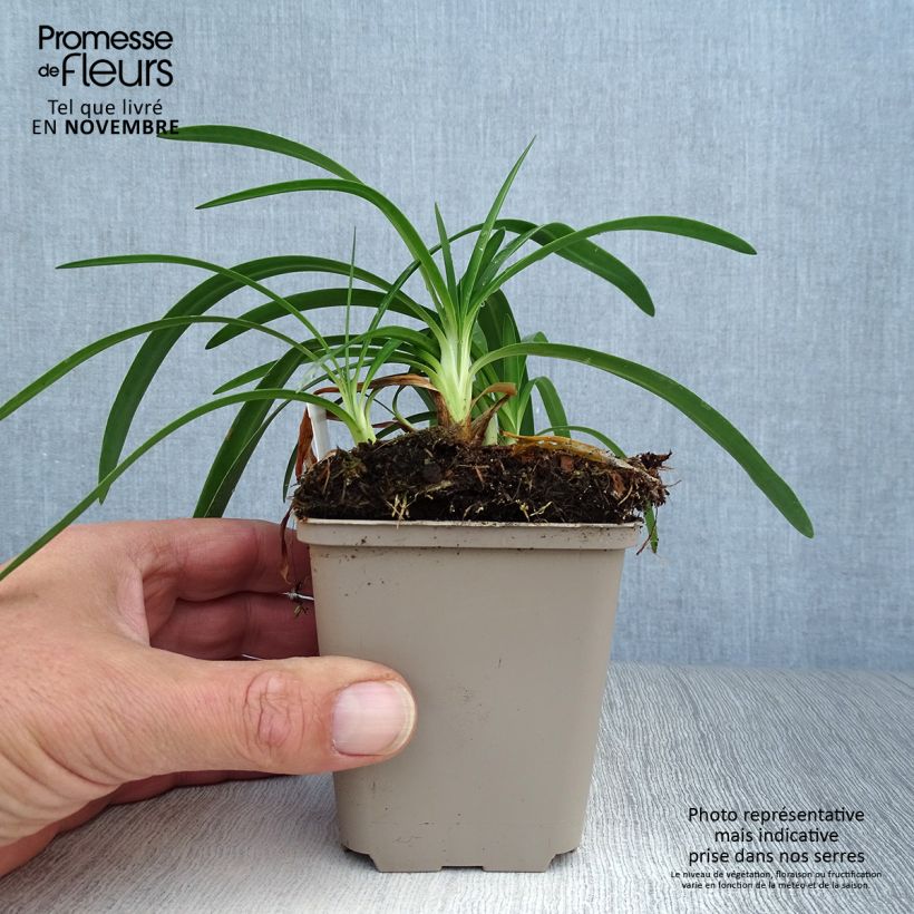 Agapanthus Thumbelina 8/9 cm pot sample as delivered in autumn