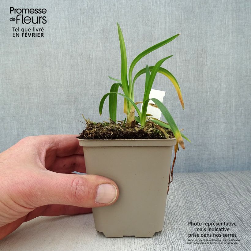 Agapanthus Thumbelina 8/9 cm pot sample as delivered in winter