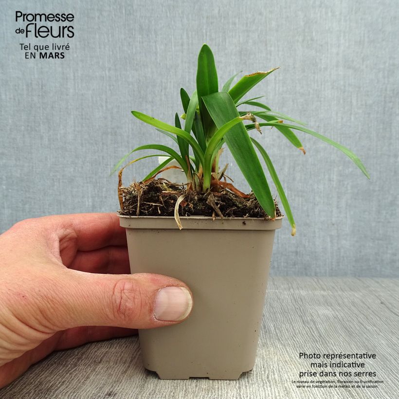 Agapanthus Thumbelina 8/9 cm pot sample as delivered in spring