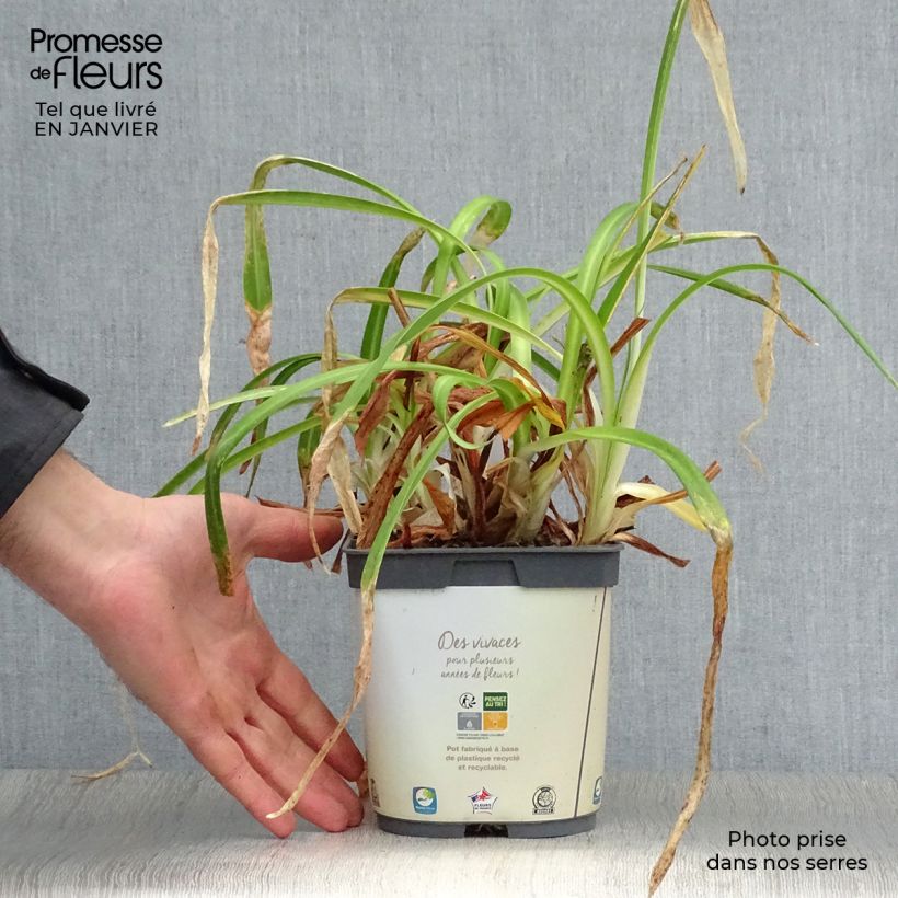 Agapanthus Twister 1.5L/2L pot sample as delivered in winter