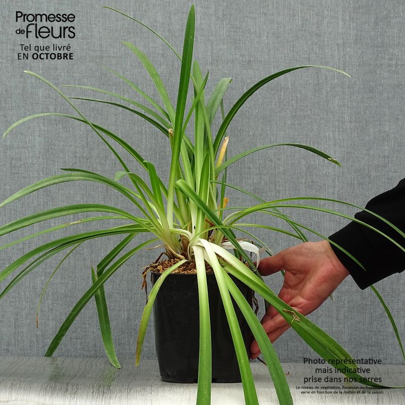 Agapanthus Twister 3L/4L pot sample as delivered in autumn