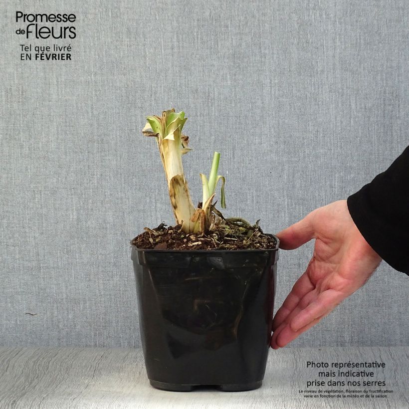 Agapanthus Vallée de lAuthion 2L/3L pot sample as delivered in winter