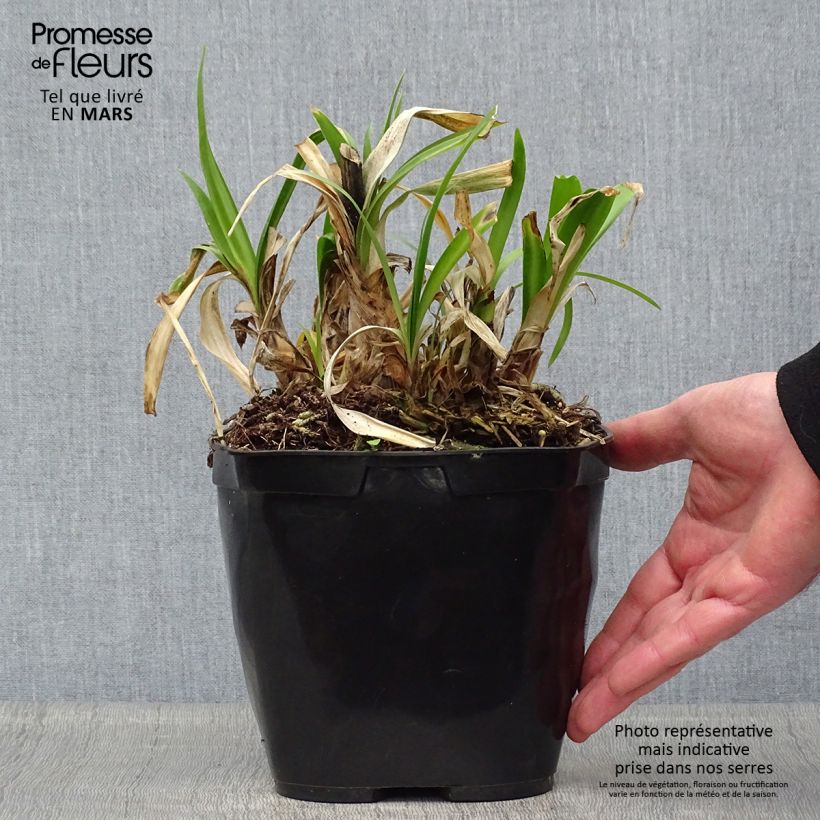 Agapanthus Vallée de lAuthion 2L/3L pot sample as delivered in spring