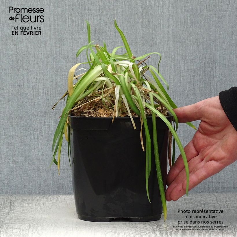 Agapanthus hybridus Vallée de la Romanche 2L/3L pot sample as delivered in winter