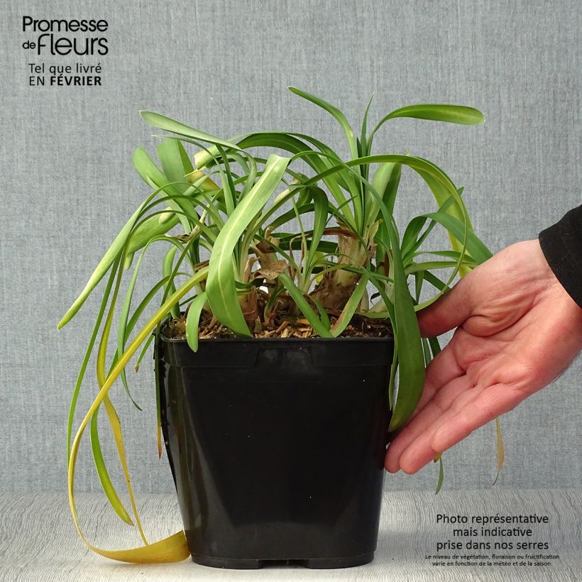Agapanthus hybridus Vallée de la Sarthe 2L/3L pot sample as delivered in winter