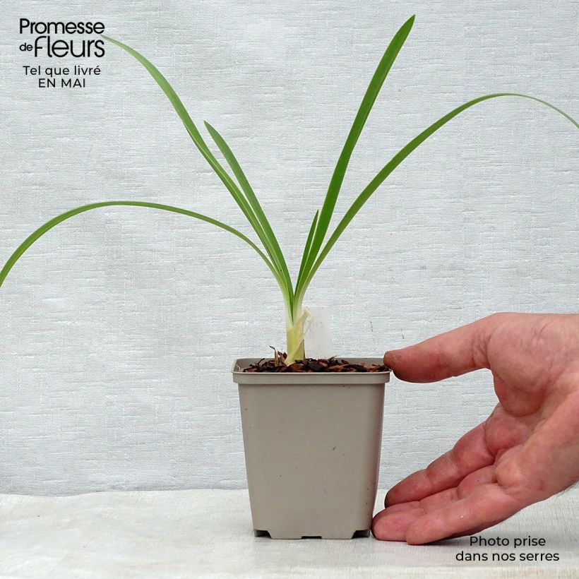 Agapanthus White Heaven 8/9 cm pot sample as delivered in spring