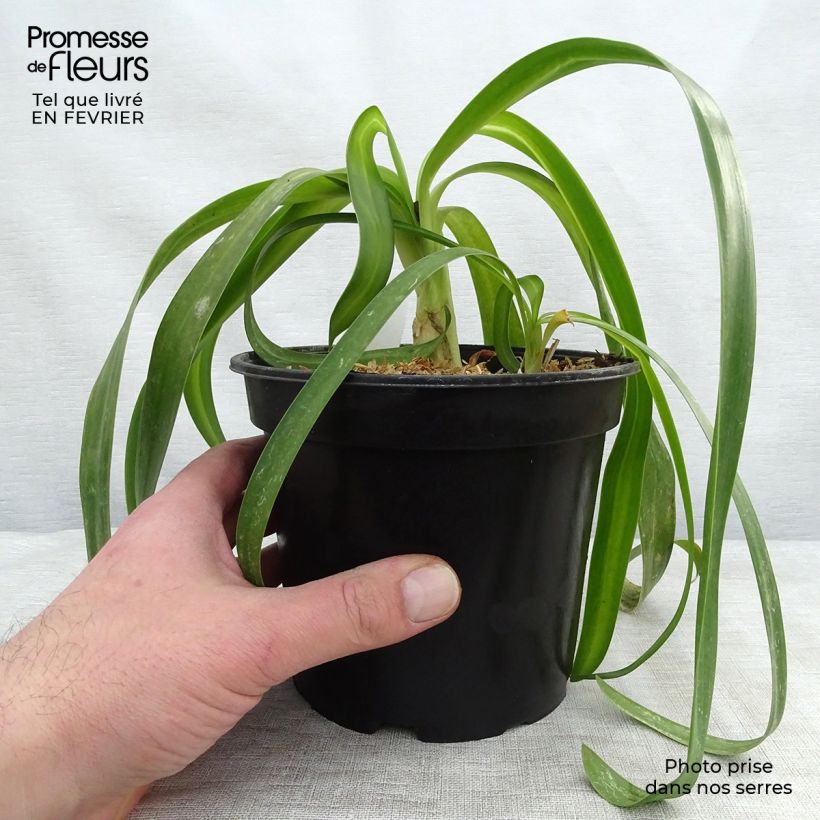 Agapanthus White Heaven 2L/3L pot sample as delivered in winter