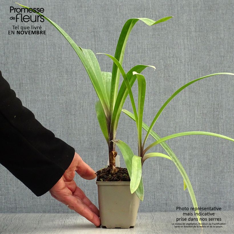 Agapanthus Windsor Grey 8/9 cm pot sample as delivered in autumn