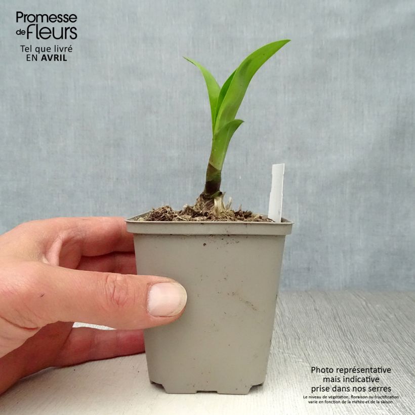 Agapanthus Windsor Grey 8/9 cm pot sample as delivered in spring