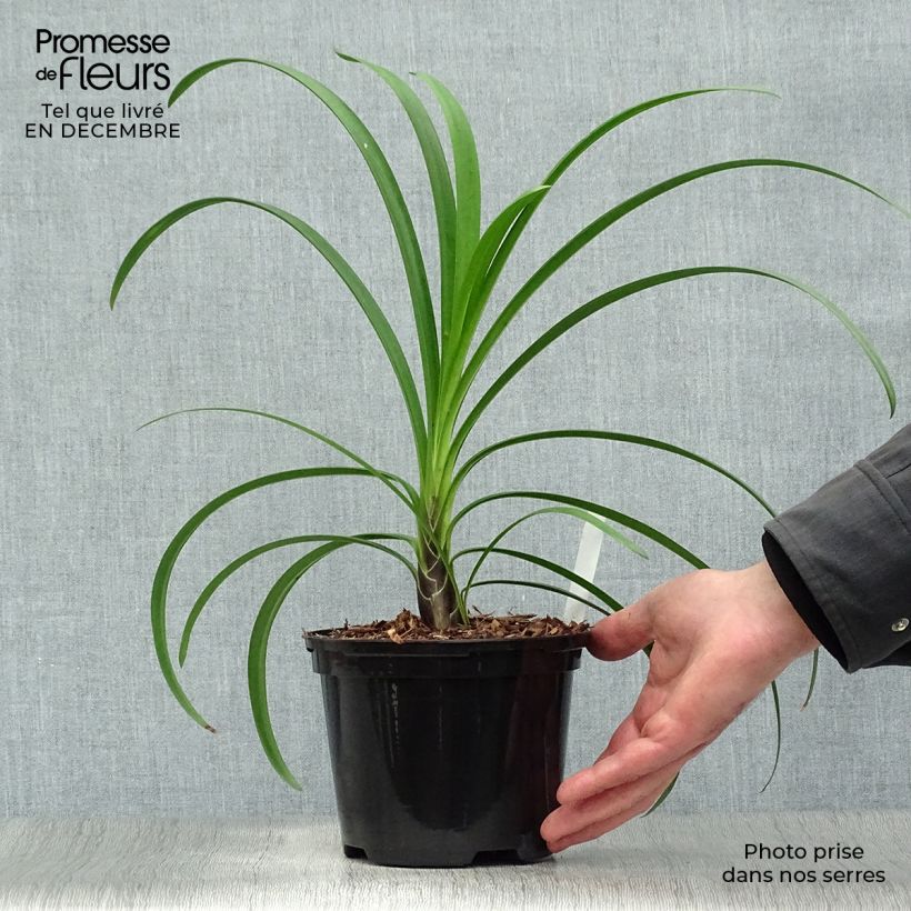 Agapanthus Windsor Grey 2L/3L pot sample as delivered in winter