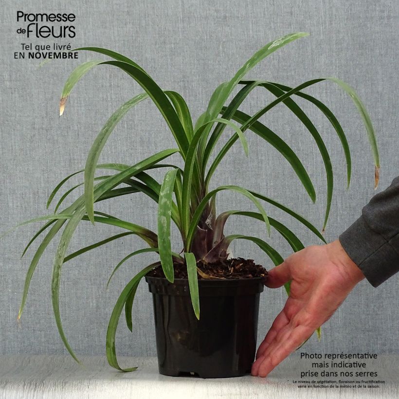 Agapanthus Windsor Grey 2L/3L pot sample as delivered in autumn