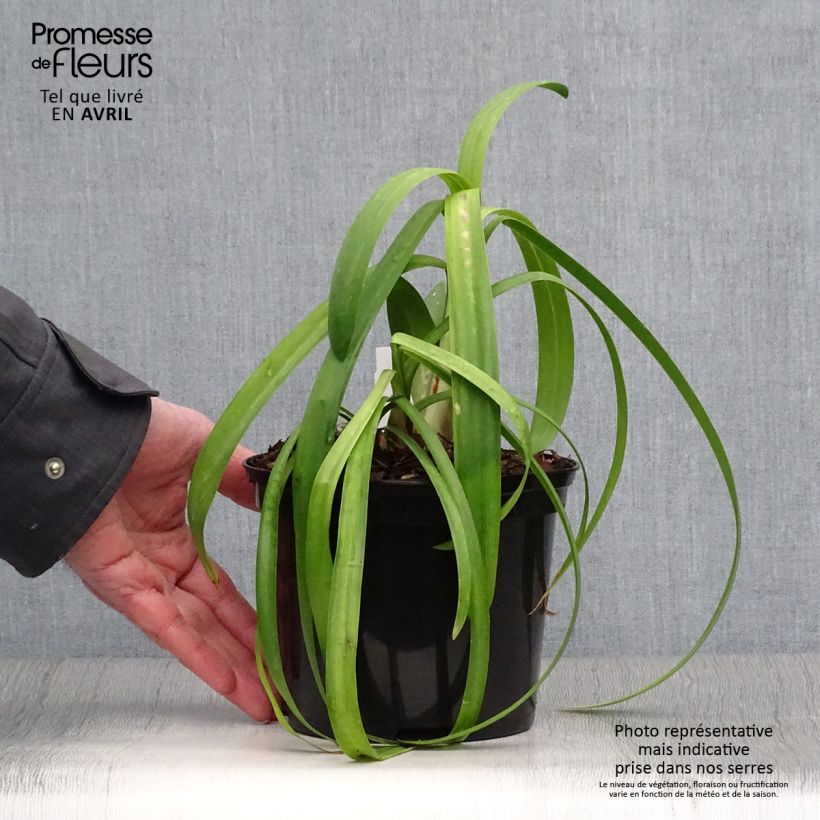 Agapanthus Windsor Grey 2L/3L pot sample as delivered in spring