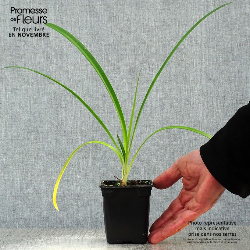 Agapanthus africanus Albus 7/8 cm pot sample as delivered in autumn
