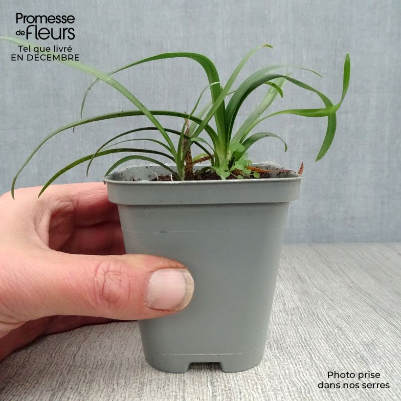 Agapanthus africanus Albus 7/8 cm pot sample as delivered in winter