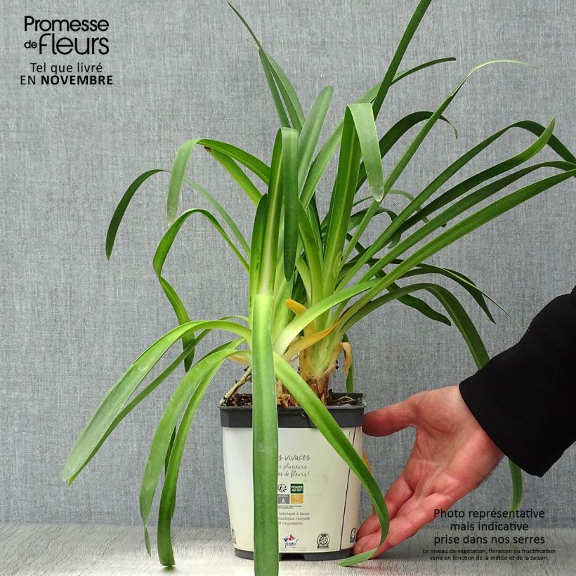Agapanthus africanus Albus 2L/3L pot sample as delivered in autumn