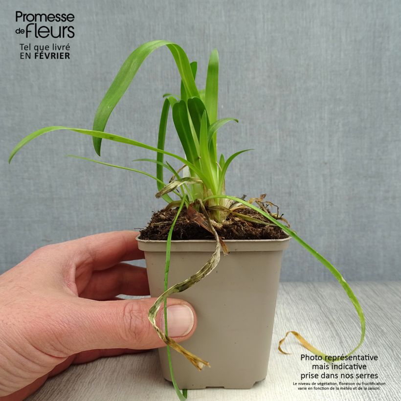 Agapanthus Blue Thunder 8/9 cm pot sample as delivered in winter