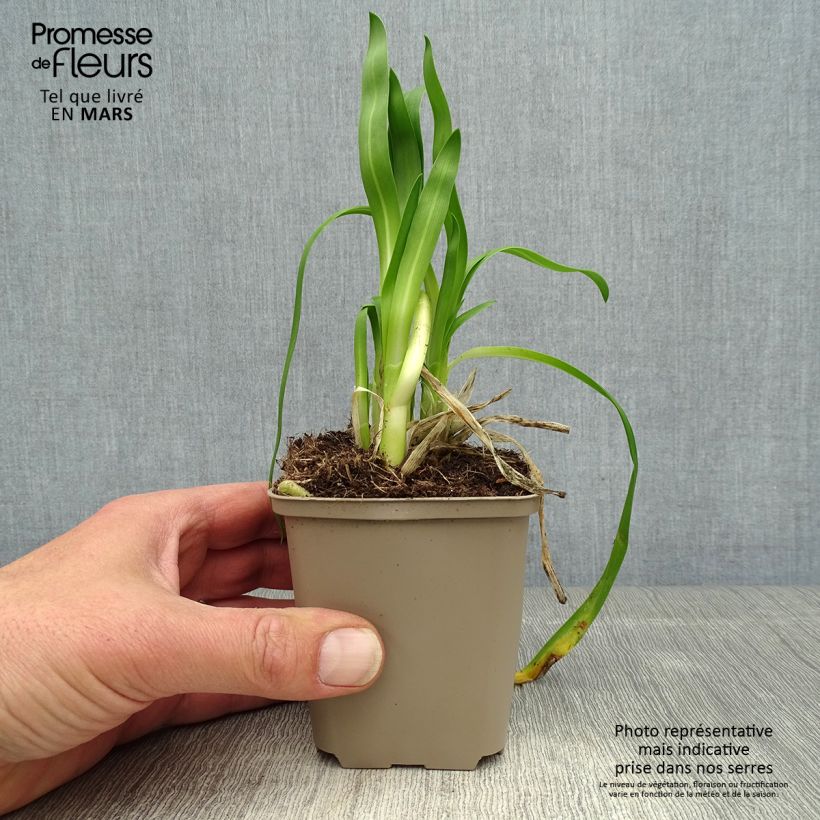 Agapanthus Blue Thunder 8/9 cm pot sample as delivered in spring