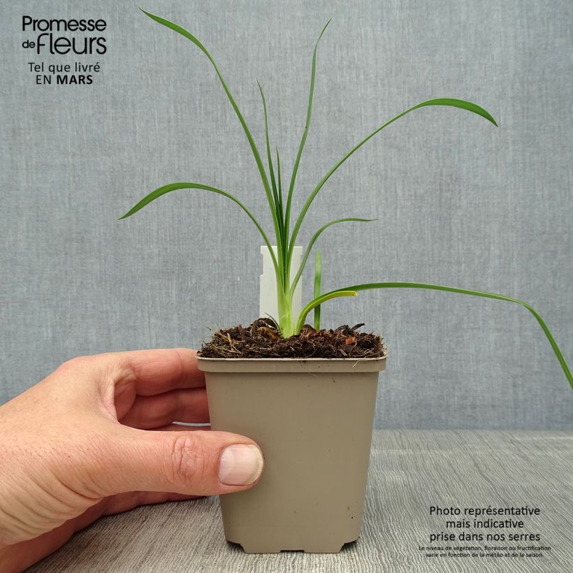 Agapanthus Ever Sapphire 8/9 cm pot sample as delivered in spring