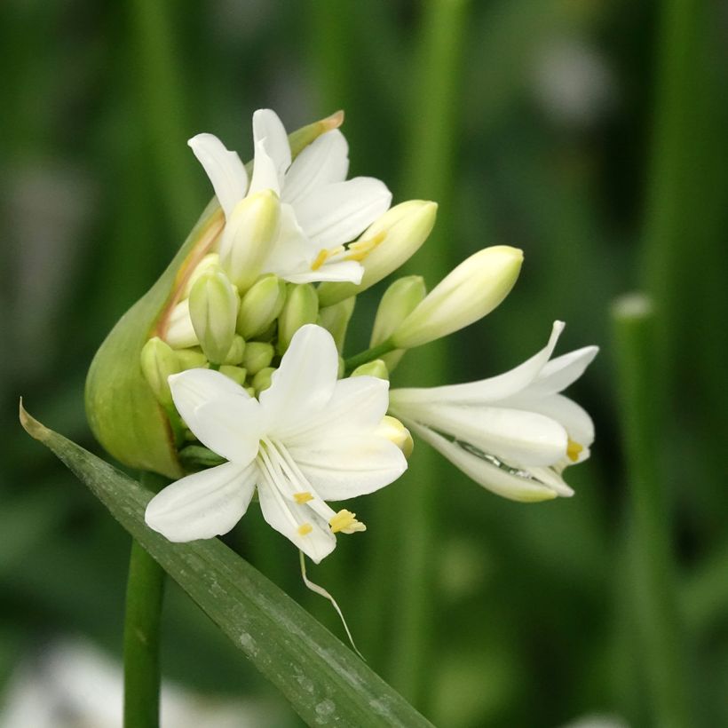 Agapanthus Ever White (Flowering)