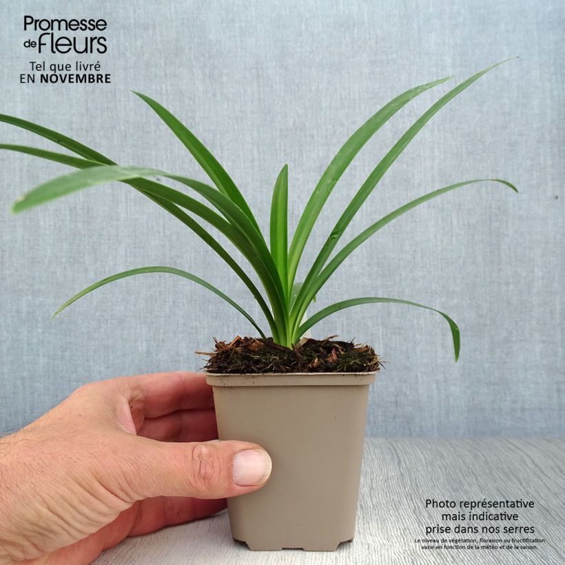 Agapanthus Ever White 8/9 cm pot sample as delivered in autumn