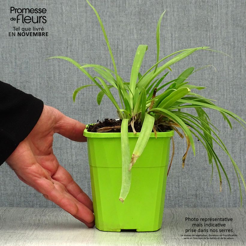 Agapanthus Ever White 1L/1.5L pot sample as delivered in autumn