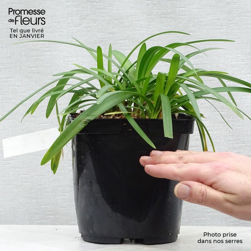 Agapanthus Fireworks 2L/3L pot sample as delivered in winter