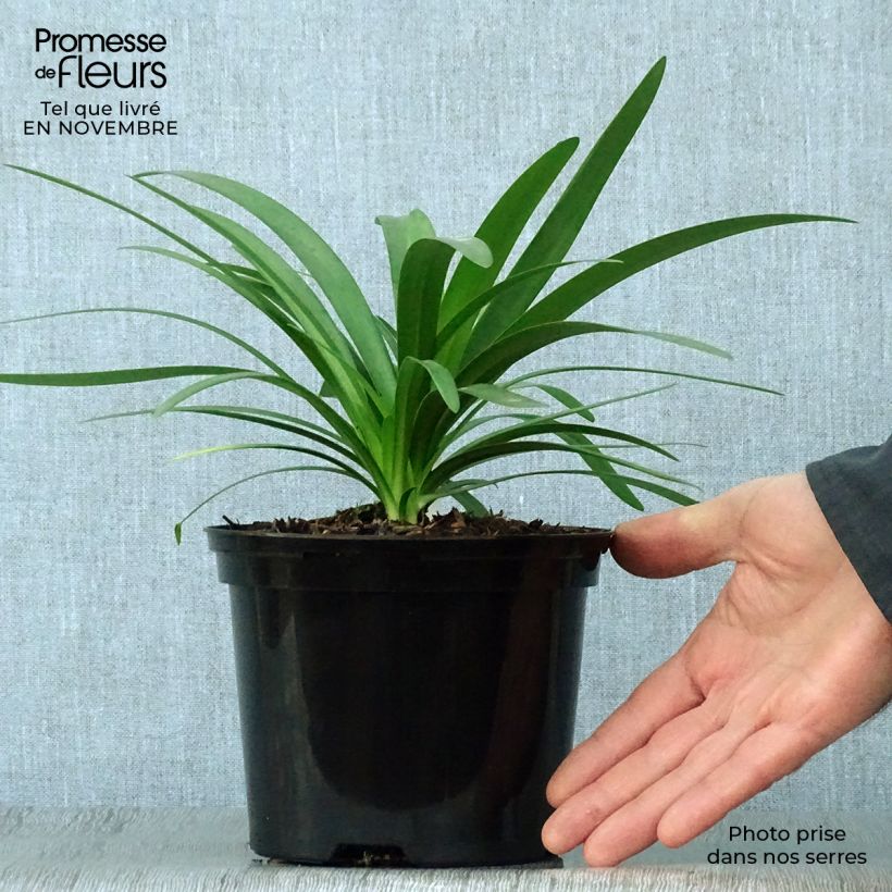 Agapanthus Fireworks 2L/3L pot sample as delivered in autumn