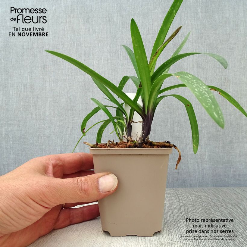 Agapanthus Poppin’ Purple 8/9 cm pot sample as delivered in autumn