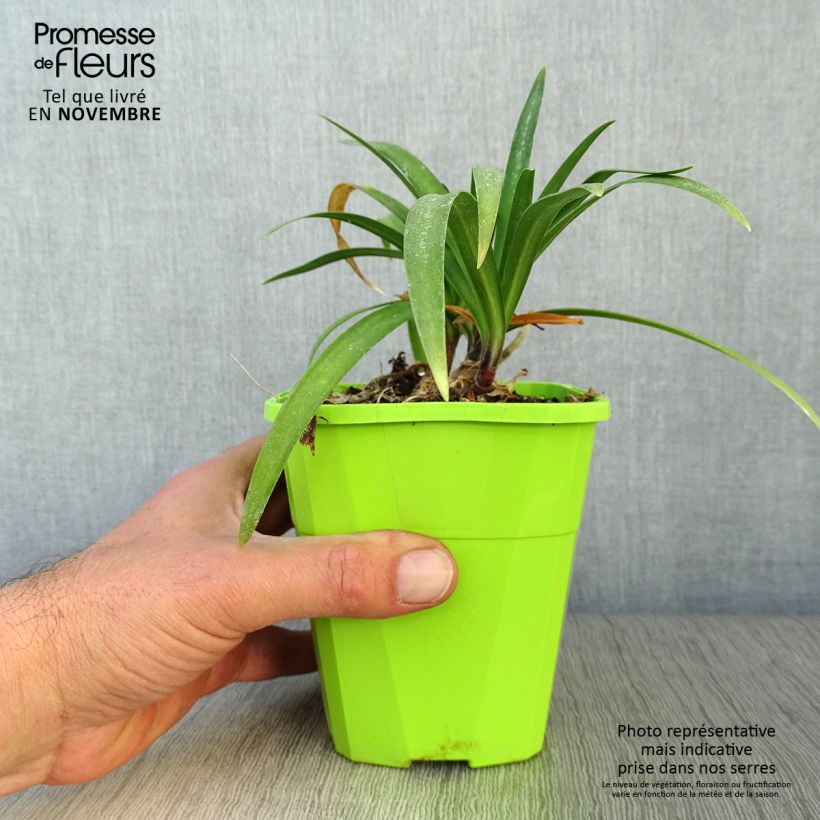 Agapanthus Poppin’ Purple 1.5L/2L pot sample as delivered in autumn