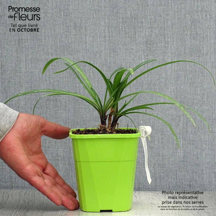 Agapanthus Poppin’ Star 3L/4L pot sample as delivered in autumn