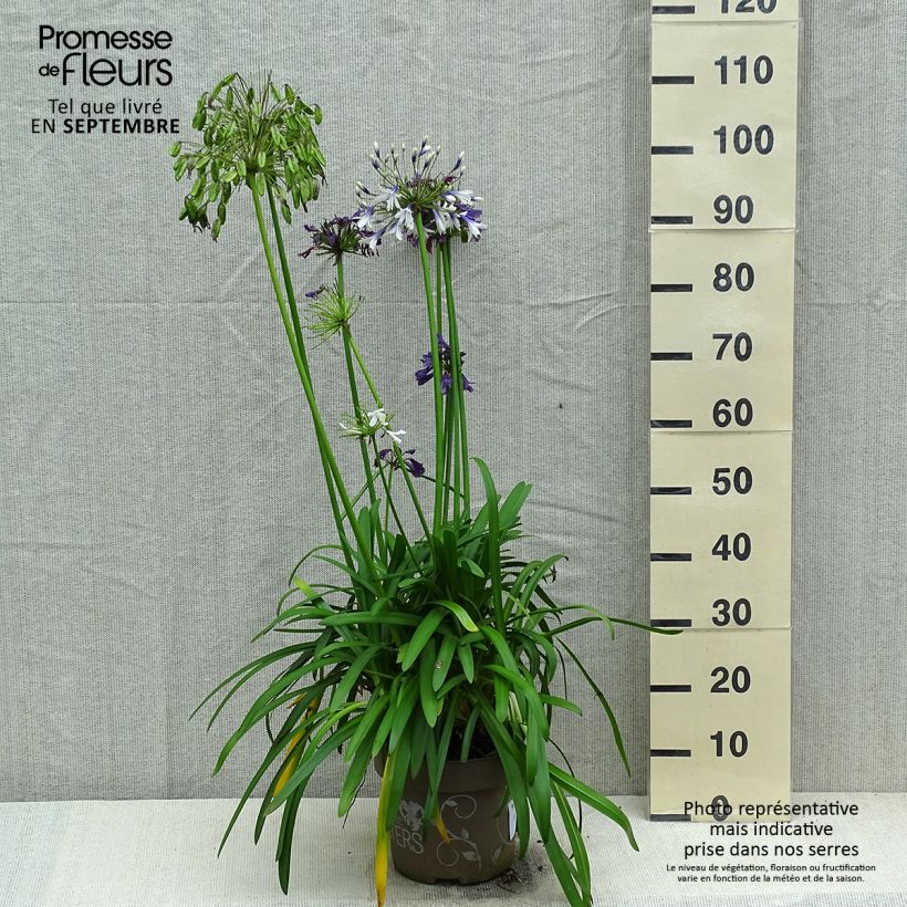 Agapanthus Three Sisters ( Everwhite, Popinpurple, Fireworks) 6L/7L pot sample as delivered in autumn