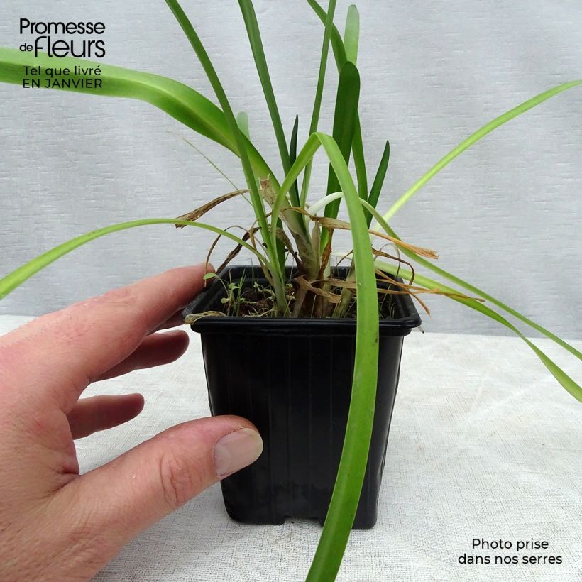 Agapanthus umbellatus 7/8 cm pot sample as delivered in winter