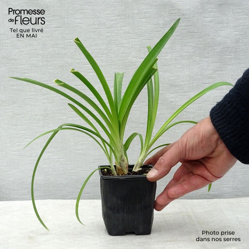 Agapanthus umbellatus 7/8 cm pot sample as delivered in spring