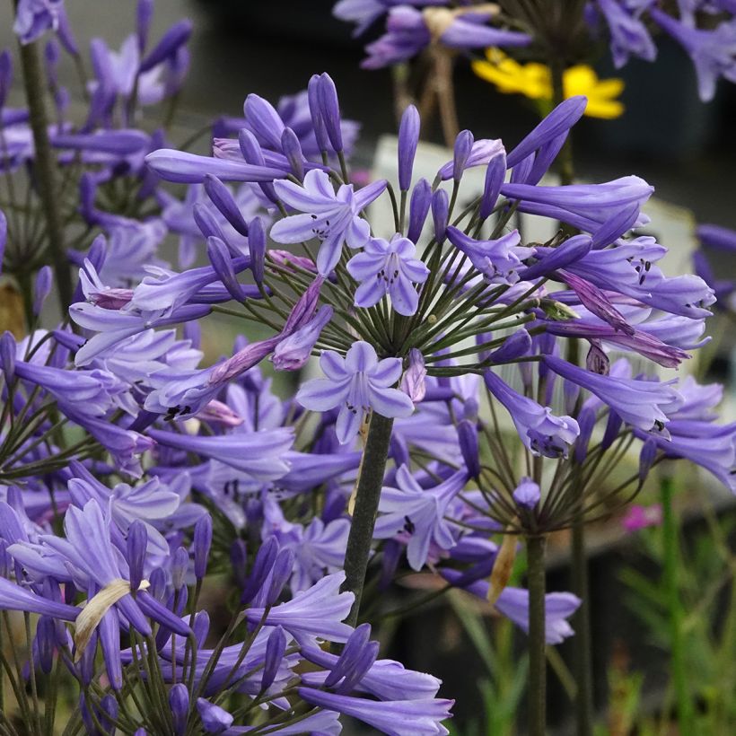Agapanthus Blue Triumphator (Flowering)