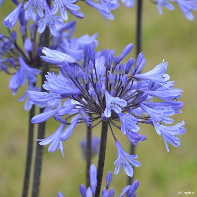 Agapanthus Graphite Blue (Flowering)