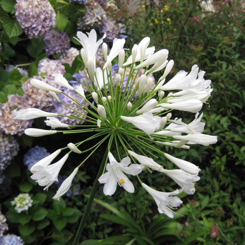 Agapanthus africanus Mi Casa (Flowering)