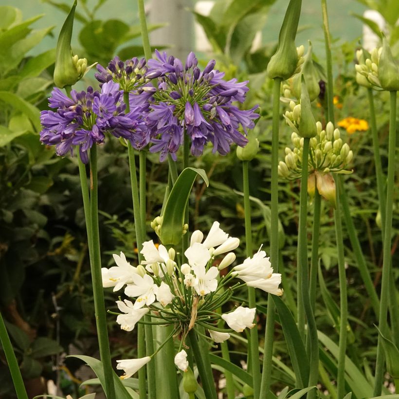 Agapanthus Three Sisters ( Everwhite, Popinpurple, Fireworks) (Flowering)