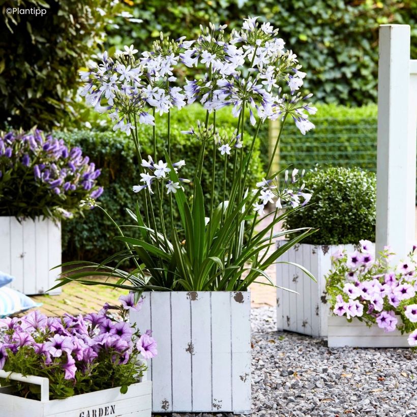 Agapanthus Twister (Plant habit)