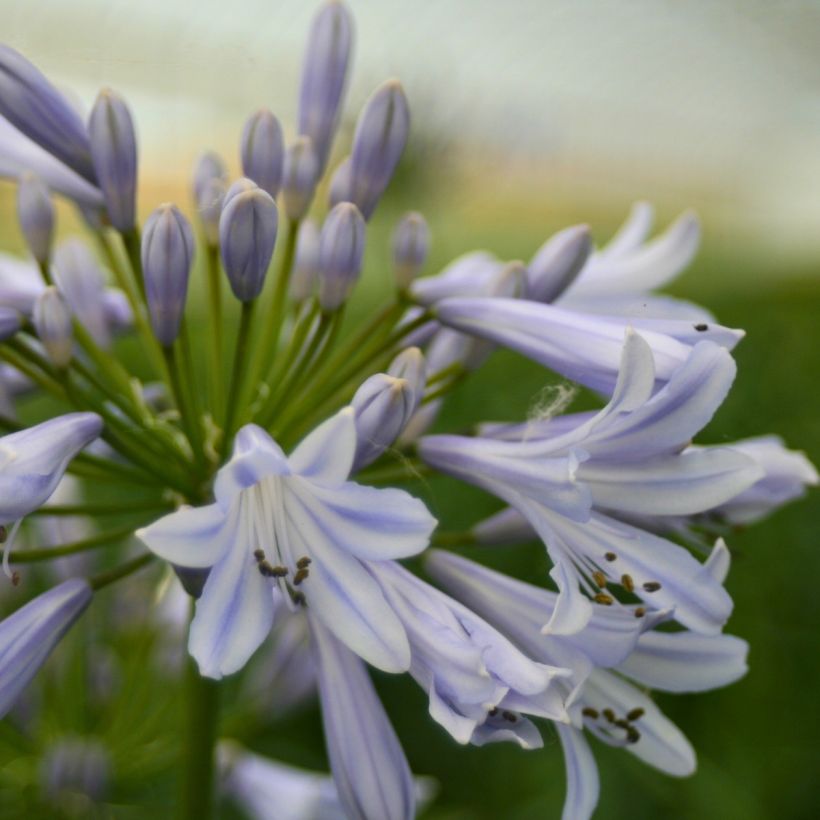 Agapanthus Blue Baby - African lily (Flowering)