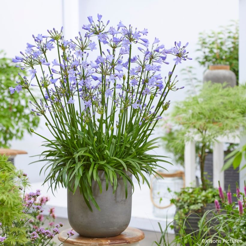 Agapanthus Blue Baby - African lily (Plant habit)