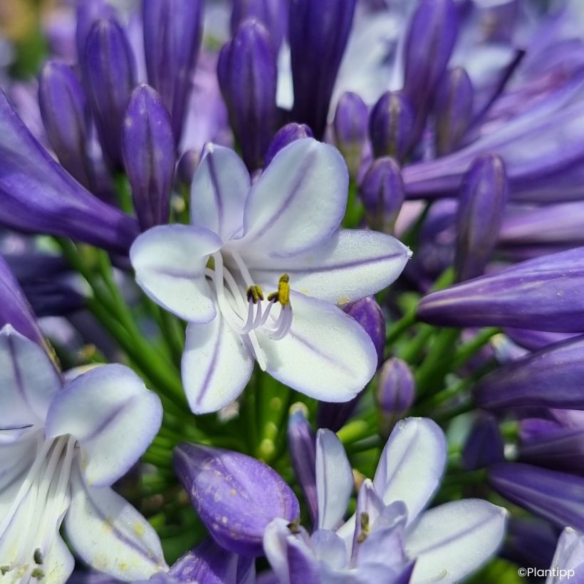 Agapanthus Midnight Moon - African lily (Flowering)