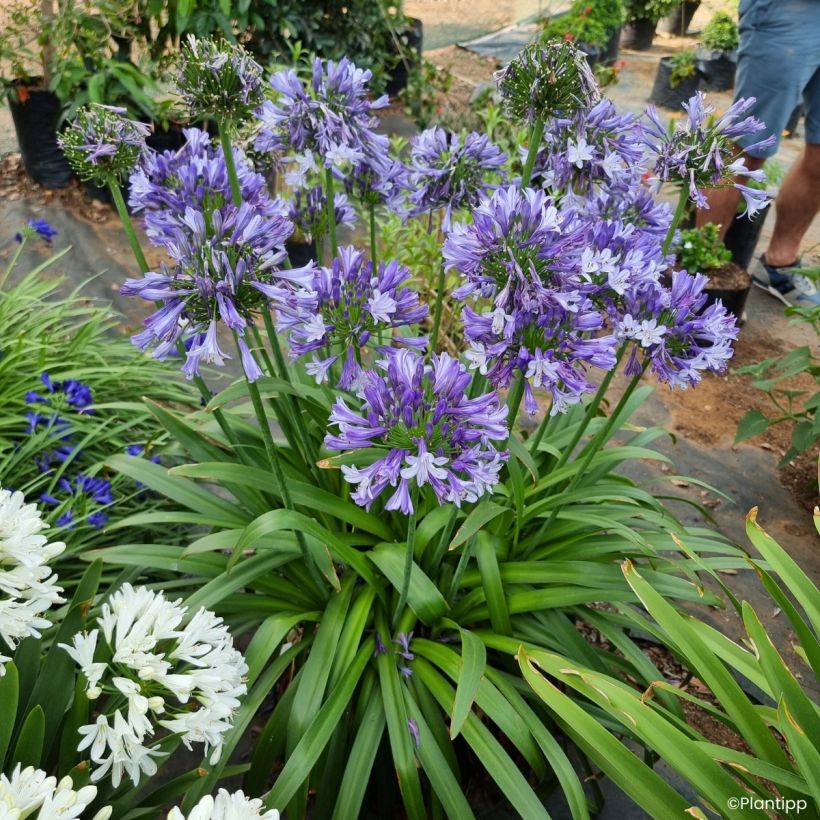 Agapanthus Midnight Moon - African lily (Plant habit)