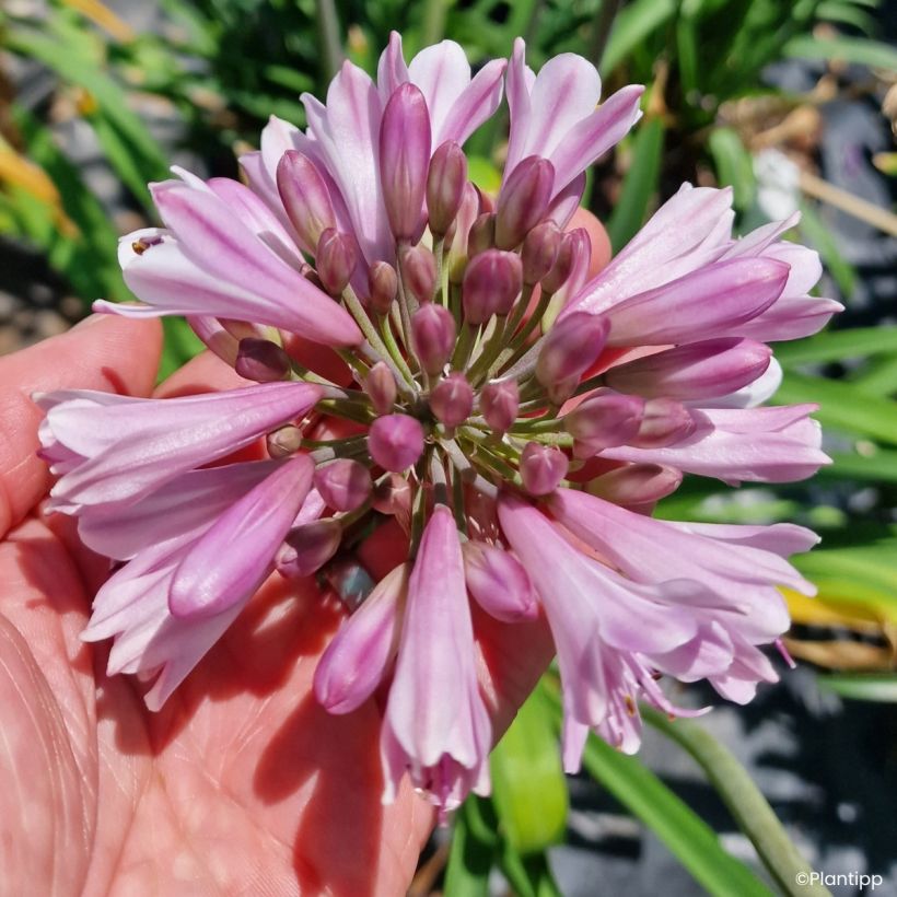 Agapanthus Poppin’® Pink - African lily (Flowering)