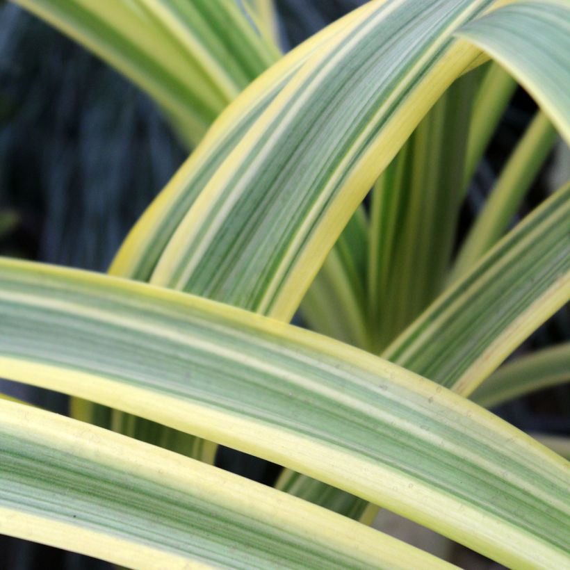 Agapanthus Zambezi (Foliage)