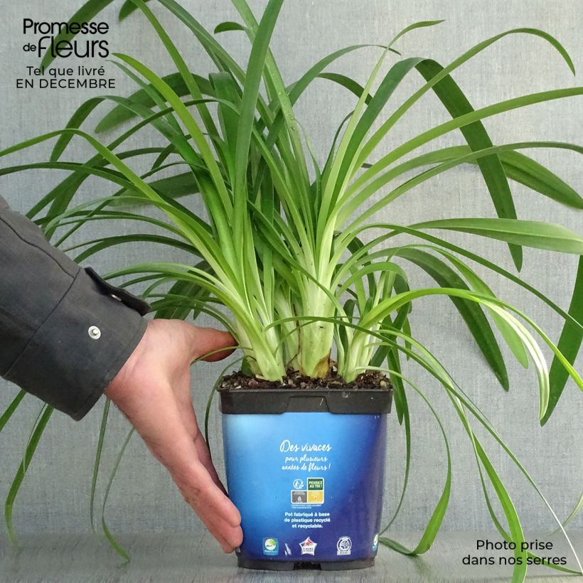 Agapanthus umbellatus 2L/3L pot sample as delivered in winter